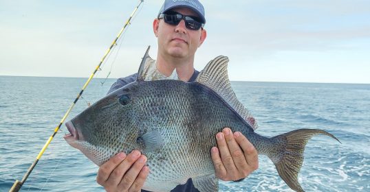 Gray Triggerfish Destin, Florida